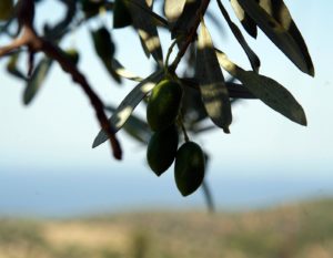 Ξενοδοχείο Χαλκιδική, ξενοδοχείο Παρθενώνας Χαλκιδική, Αρχοντικό Χαρπαντίδη, ksenodoxeio xalkidiki, ksenodoxeio halkidiki, ksenodoxeio chalkidiki, hotel Chalkidiki, hotel Halkidiki, hotel Xalkidiki, archontiko charpantidi