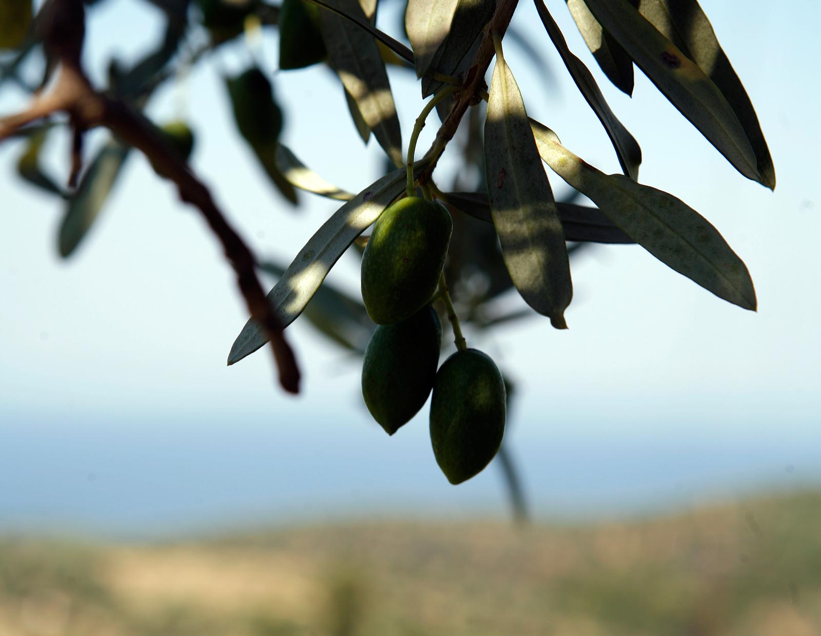 Ξενοδοχείο Χαλκιδική, ξενοδοχείο Παρθενώνας Χαλκιδική, Αρχοντικό Χαρπαντίδη, ksenodoxeio xalkidiki, ksenodoxeio halkidiki, ksenodoxeio chalkidiki, hotel Chalkidiki, hotel Halkidiki, hotel Xalkidiki, archontiko charpantidi